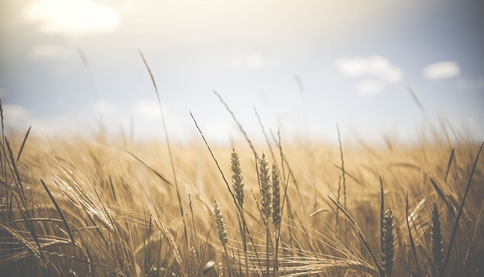 Souveraineté agricole et alimentaire : des fragilités 